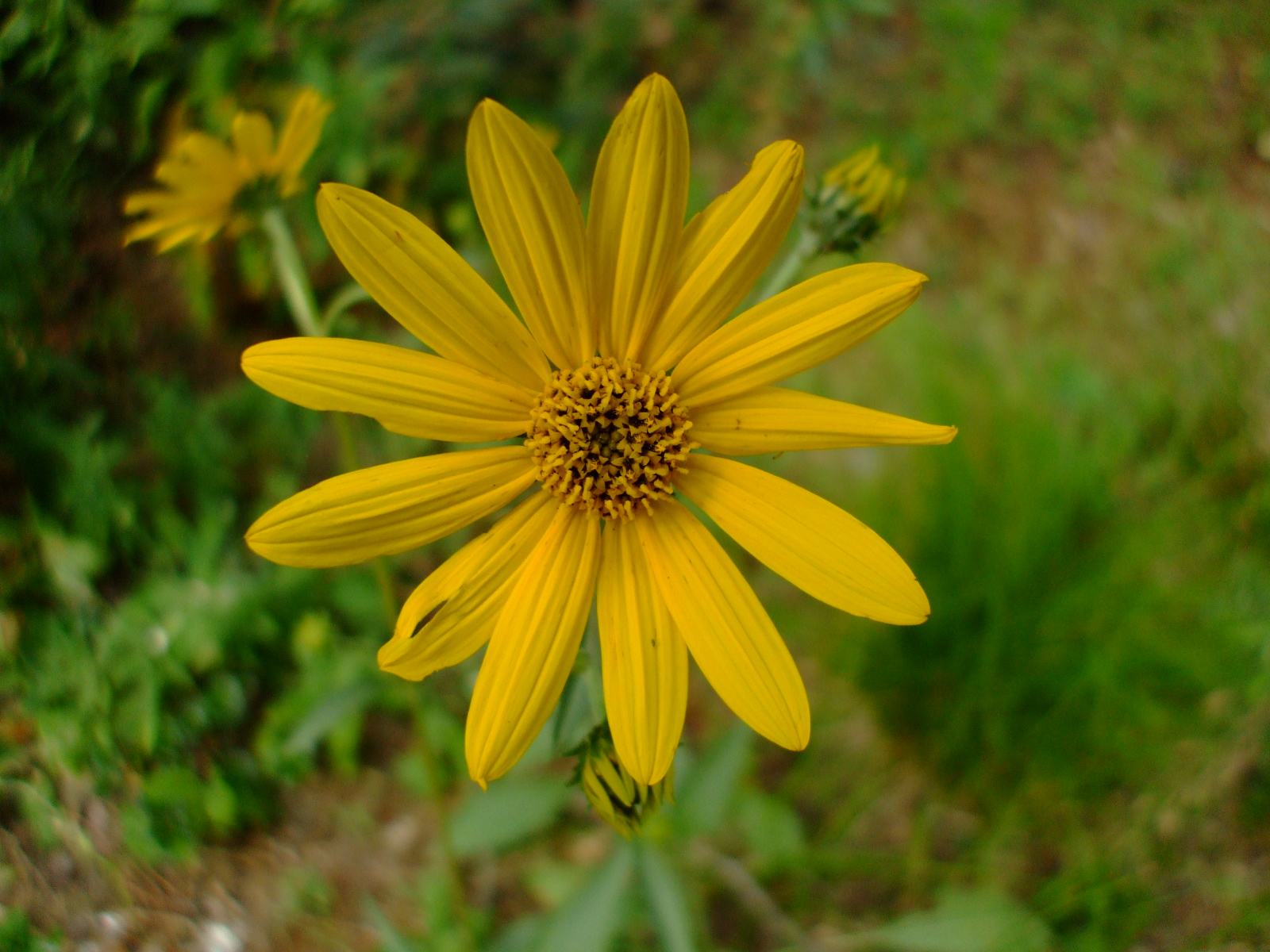Helianthus occidentalis